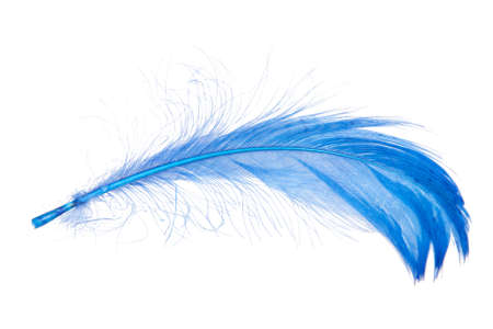 Elegant blue feather isolated on the white backgroundの写真素材