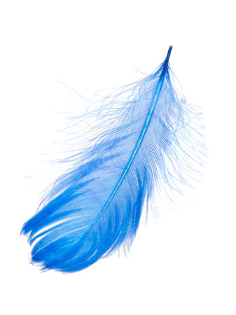 Elegant blue feather isolated on the white backgroundの写真素材