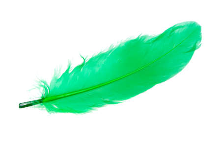 Elegant green feather isolated on the white backgroundの写真素材