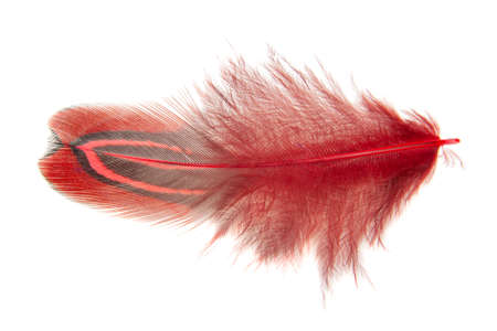 Red decorative colorful pheasant bird feather isolated on the white backgroundの写真素材