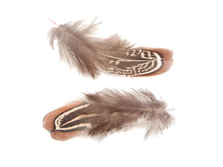 Decorative colorful pheasant bird feather isolated on the white background
