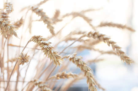Photo of wheat plant farm grainの写真素材