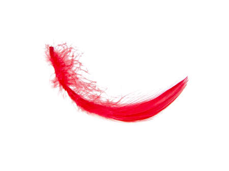 Delicate elegant red feather isolated on the white backgroundの写真素材