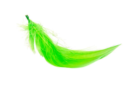 Green fluffy feather isolated on the white backgroundの写真素材