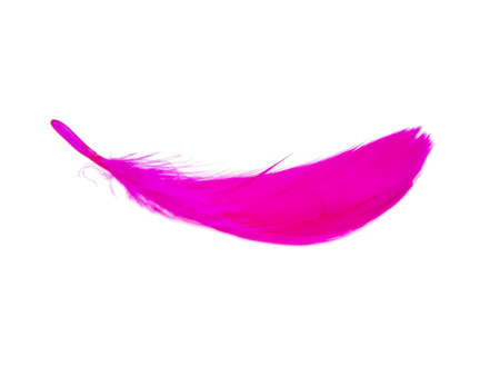 Delicate elegant magenta feather isolated on the white backgroundの写真素材