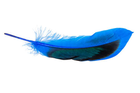 Decorated bird elegant feather isolated on the white backgroundの写真素材