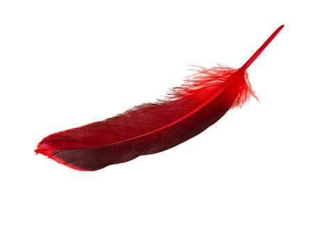 Red decorative feather isolated on the white backgroundの写真素材