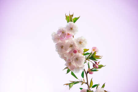 Fresh pink blooming sakura flowers branch backgroundの写真素材