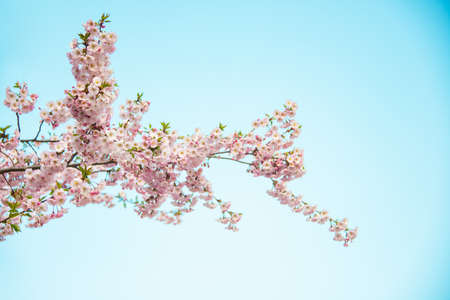 Fresh blooming sakura flowers branch on blue sky background