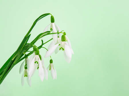 Beautiful fresh snowdrops flowers spring on bright green backgroundの写真素材