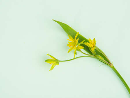 Gagea lutea yellow snowdrops spring flower on green bright backgroundの写真素材