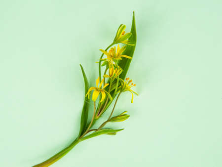 Gagea lutea snowdrops spring flower on green bright backgroundの写真素材