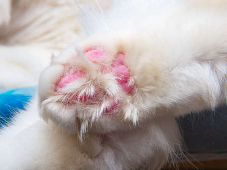 Cute bright cat paw fluffy one