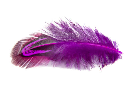 Elegant pink pheasant feather isolated on the white backgroundの写真素材