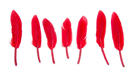 Elegant red many feathers isolated on the white backgroundの写真素材