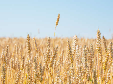 Yellow beautiful wheat field landscape farmland