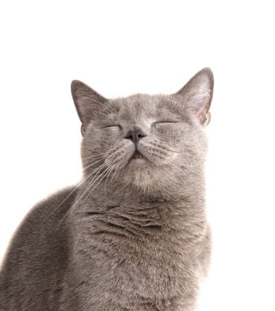 Gray british cat on the white isolatedの写真素材