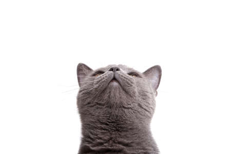 blue gray british cat isolated on the whiteの写真素材