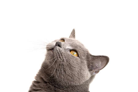 blue gray british cat isolated on the whiteの写真素材