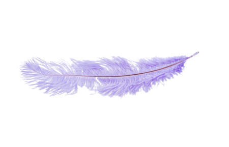 fluffy feather in blue color isolated on the whiteの写真素材