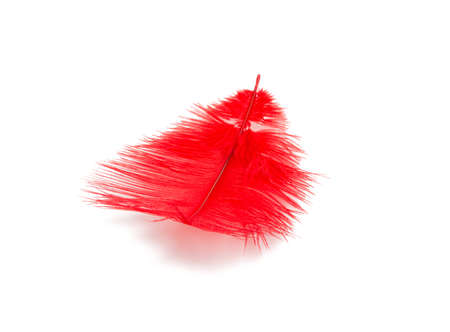 fluffy feather in red color isolated on the whiteの写真素材