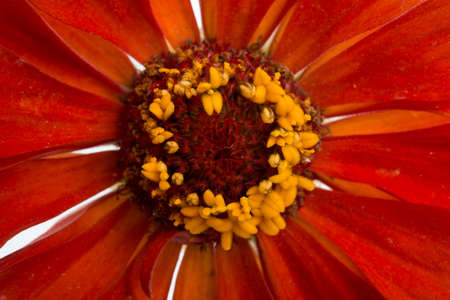 beautiful zinnia flower isolated on the whiteの写真素材
