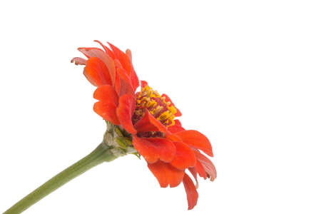 beautiful zinnia flower isolated on the whiteの写真素材