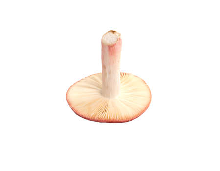 fresh mushroom isolated on the whiteの写真素材