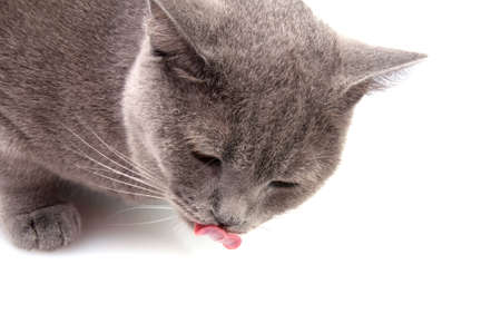 blue gray british cat on the whiteの写真素材