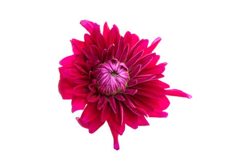 beautiful purple flower isolated on the white