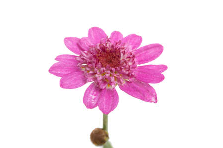 beautiful purple flower isolated on the whiteの写真素材