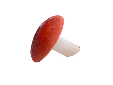 fresh mushroom isolated on the whiteの写真素材