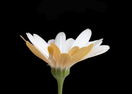 beautiful osteospermum or african daisy flower isolated on blackの写真素材
