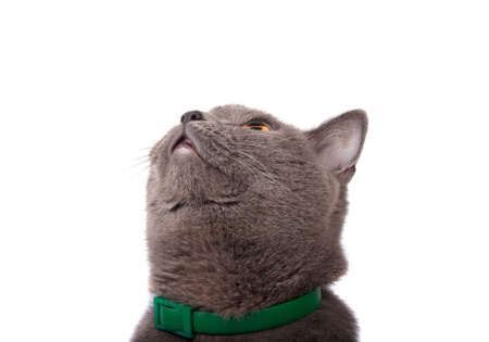 blue gray british cat isolated on the whiteの写真素材