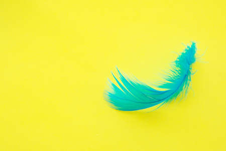 Blue feather on one color background copy space for textの写真素材