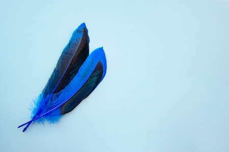 Blue feather on one color background copy space for textの写真素材