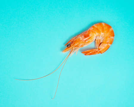 Sea shrimp fresh on blue backgroundの写真素材