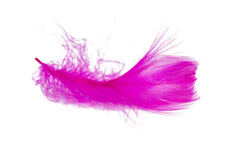 Pink feather isolated on the white backgroundの写真素材