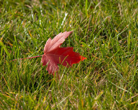 Autumn leaf red color on green grass backgrondの写真素材