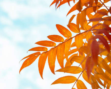 Orange red color bright autumn leaves on blue skyの写真素材