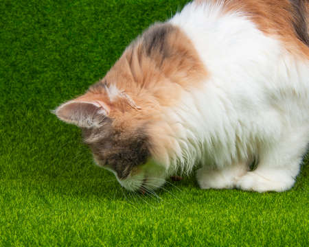 Bright funny multicolored cat on green grass backgroundの写真素材