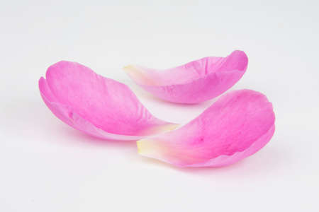 Pink petals peony flower natural isolated on the white background