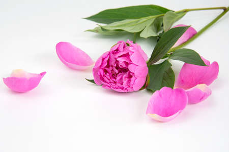 Pink spring bloom peony flower isolated on the white background