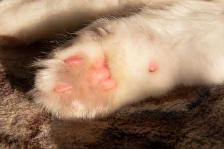 Light fluffy cute cat with yellow eyes on sunshine sweetの写真素材