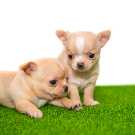 Funny chihuahua puppy dog isolated on the white backgroundの写真素材