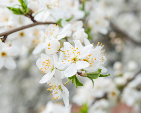 White cherry blossoms on the branches of a tree in spring.の写真素材