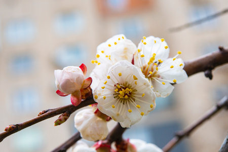 beautiful flowers in the tree blooming in the early spring, blurred backgroungの写真素材