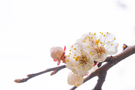 beautiful flowers in the tree blooming in the early spring, blurred backgroungの写真素材