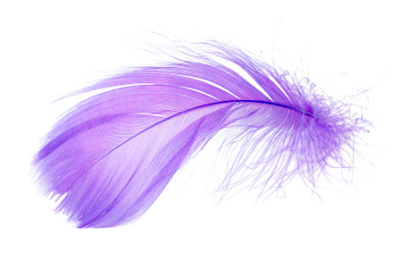 Light fluffy violet feather isolated on white background.の写真素材