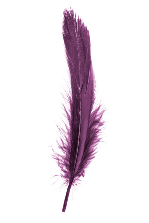 colorful feathers of a goose on a white isolated backgroundの写真素材